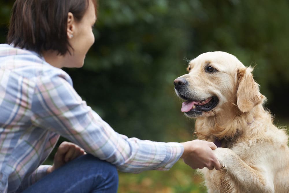 Find a dog trainer near you