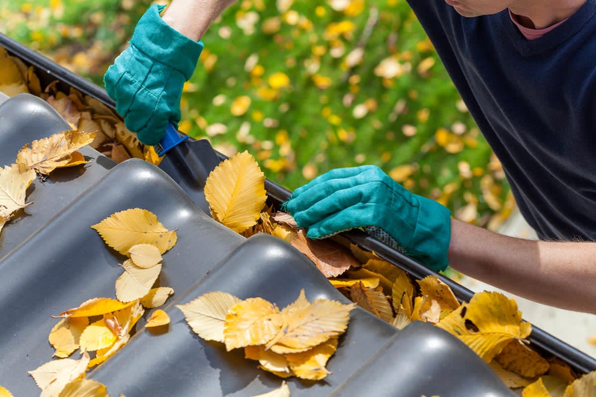 Find a gutter cleaner near you